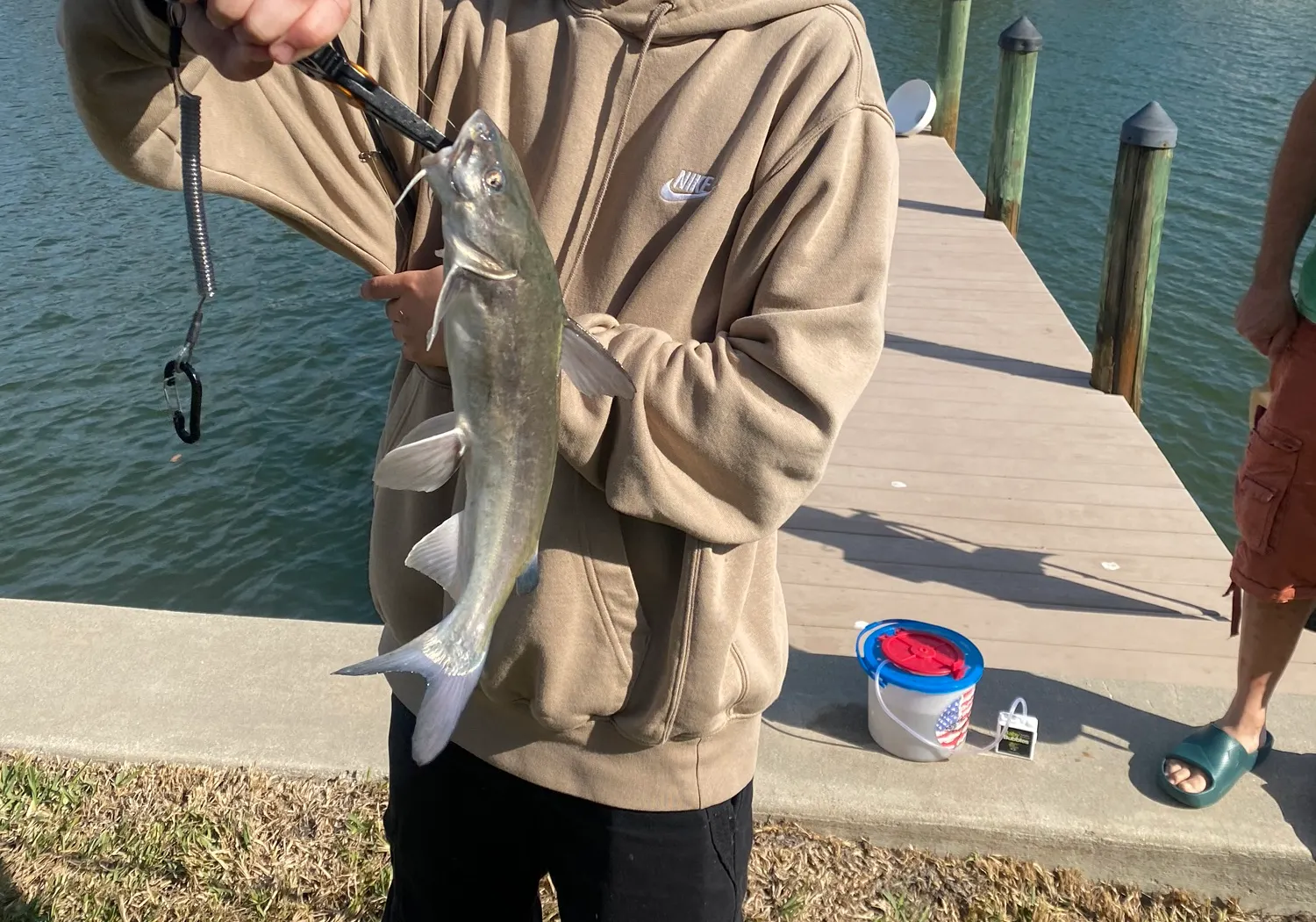 Hardhead sea catfish