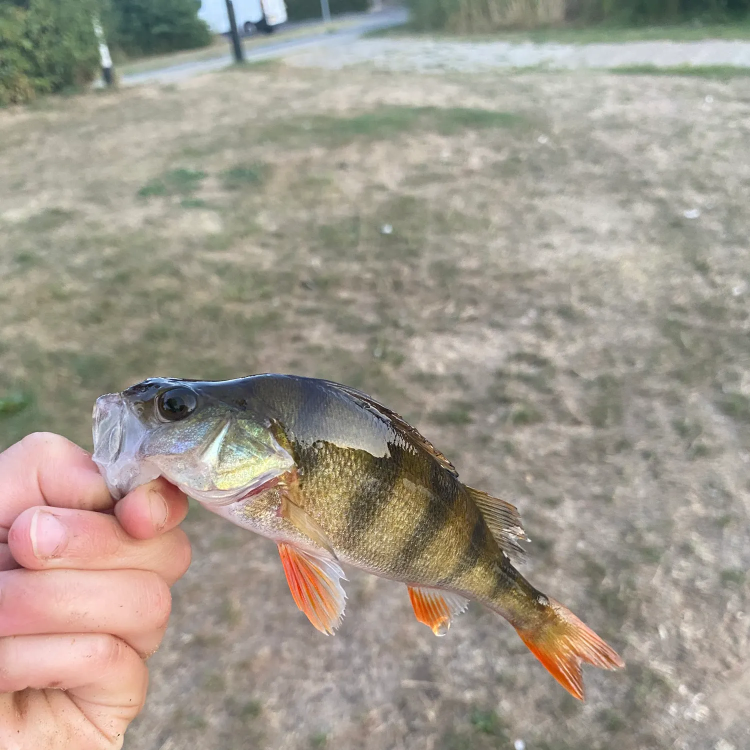 European perch caught on Fishbrain