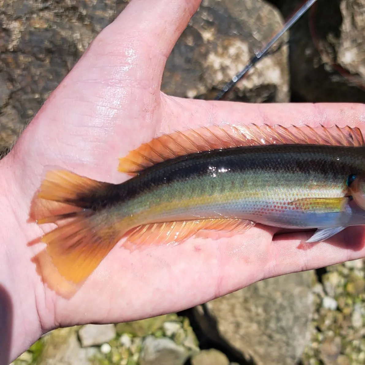 The most recent Mediterranean rainbow wrasse catches on Fishbrain