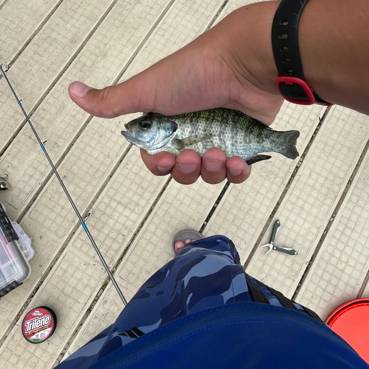 recently logged catches