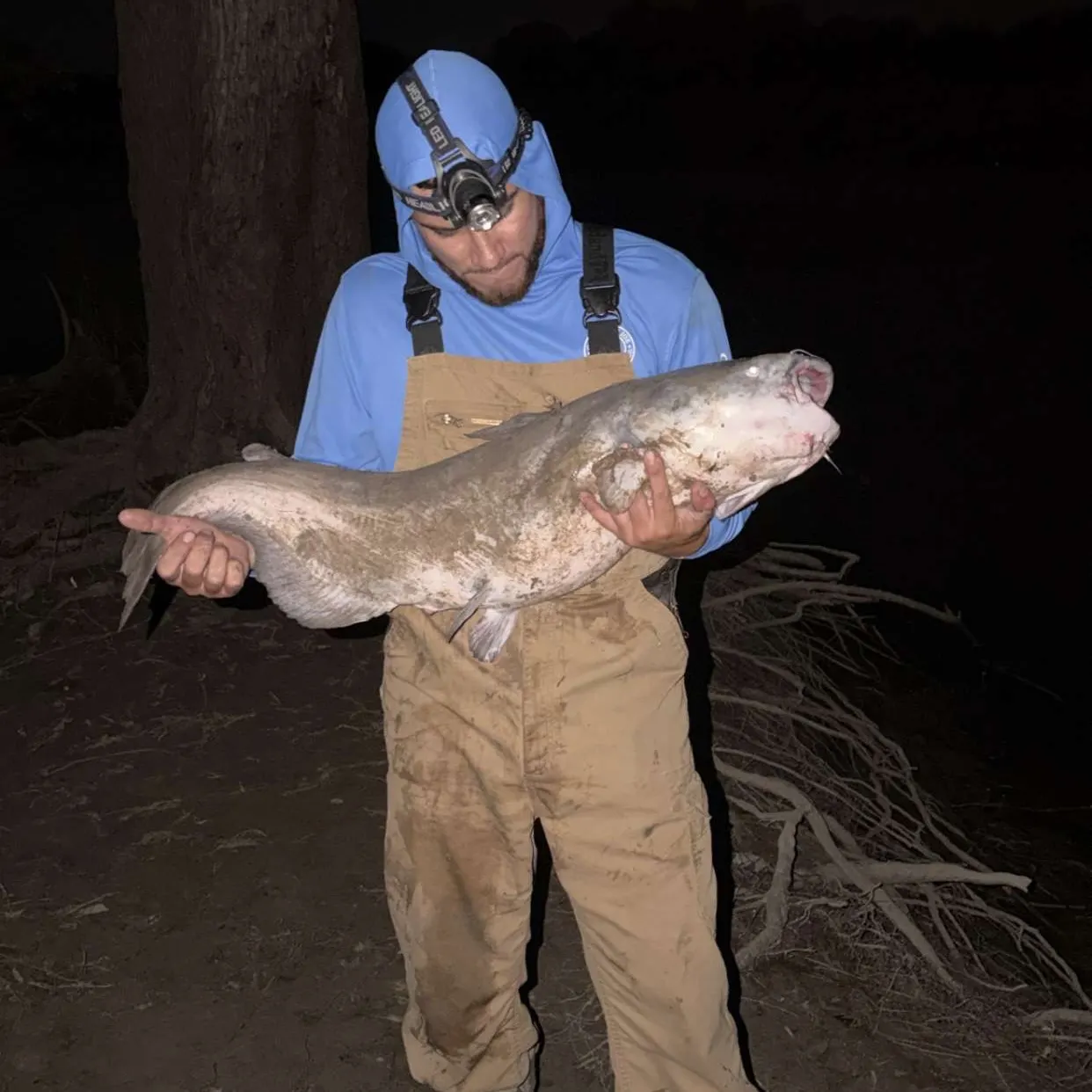 Blue catfish caught on Fishbrain