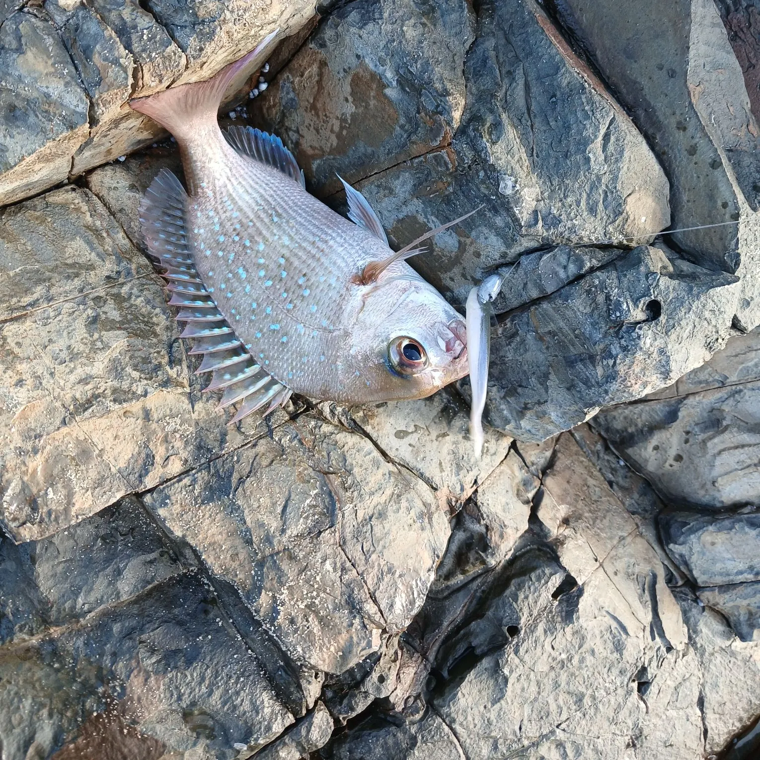 Australasian snapper caught on Fishbrain
