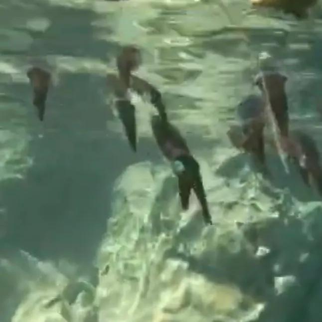 The most recent Bigfin reef squid catches on Fishbrain