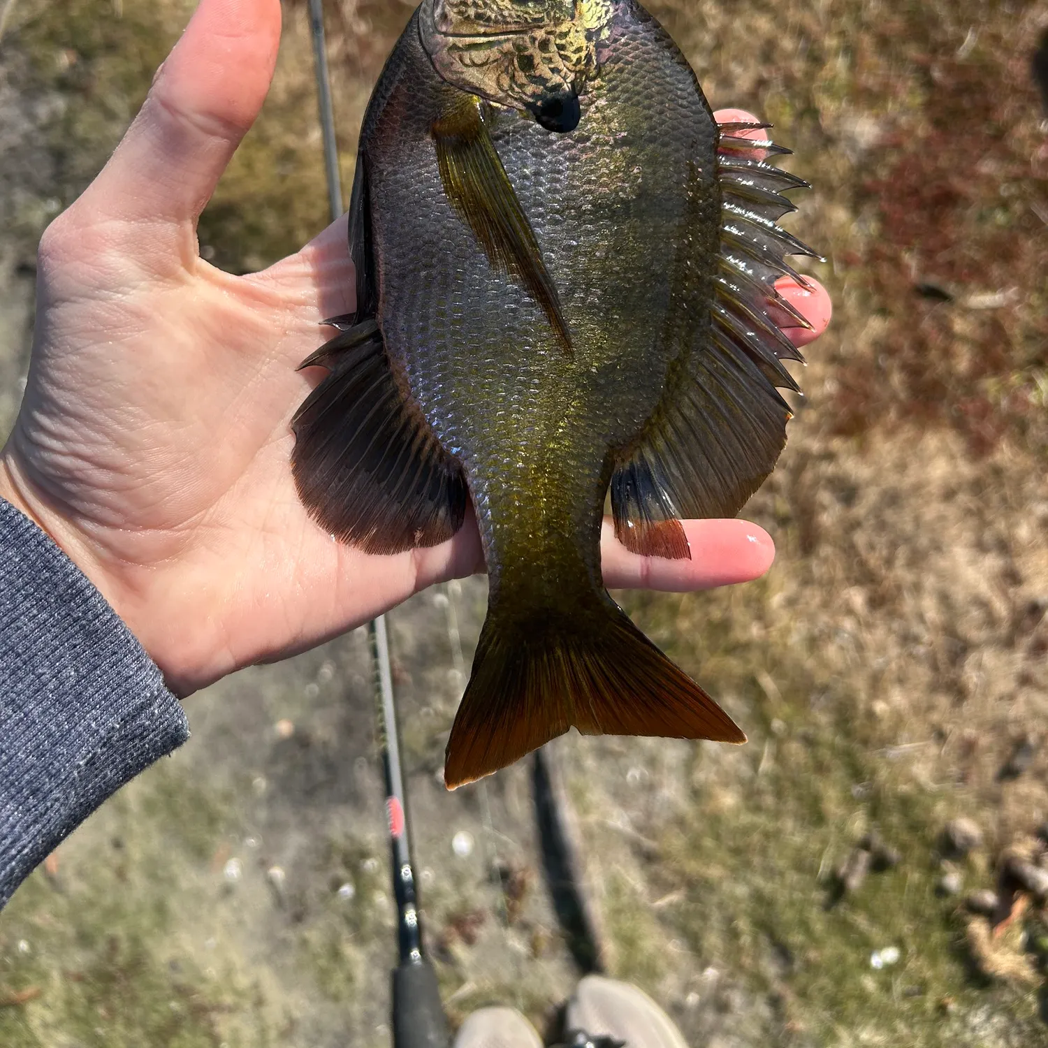 The most recent Coppernose bluegill catches on Fishbrain
