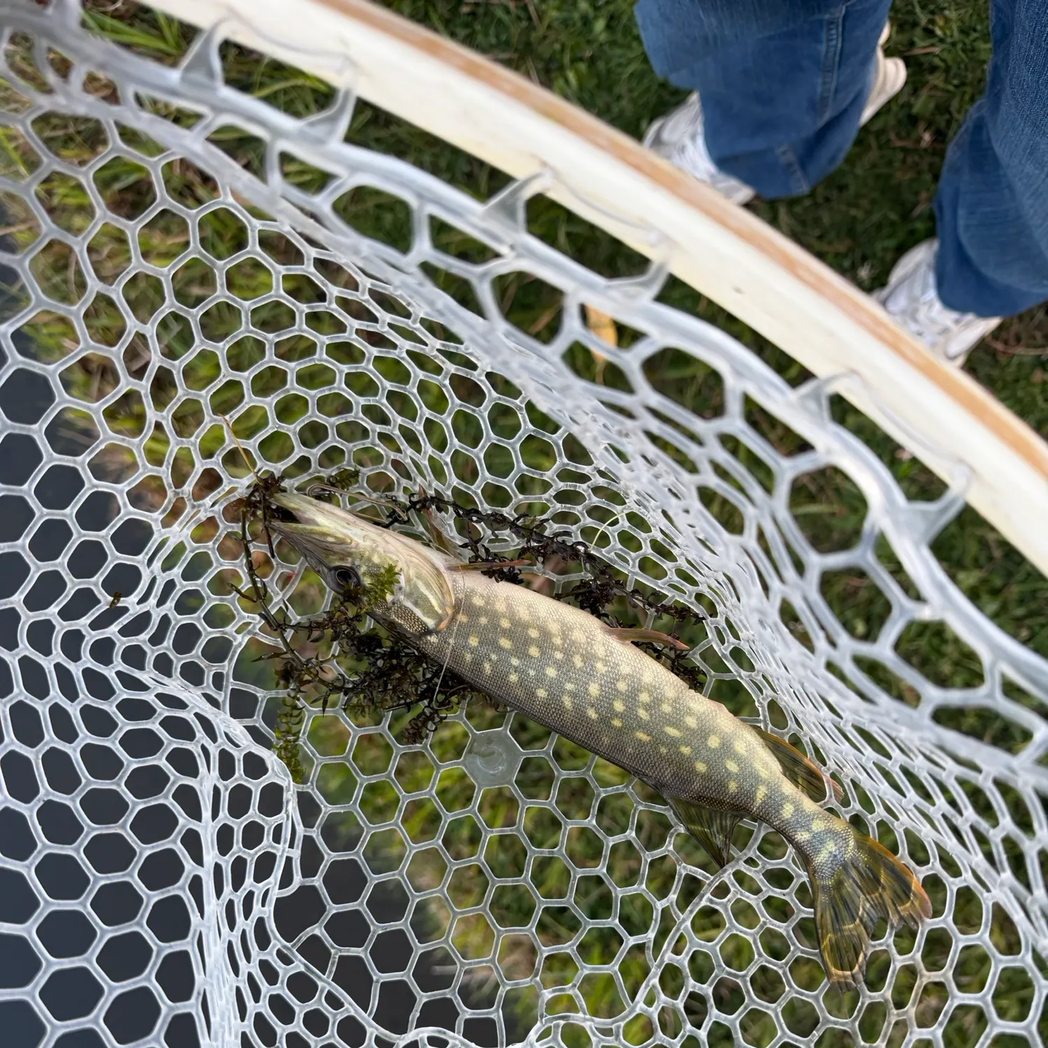 Northern pike caught on Fishbrain