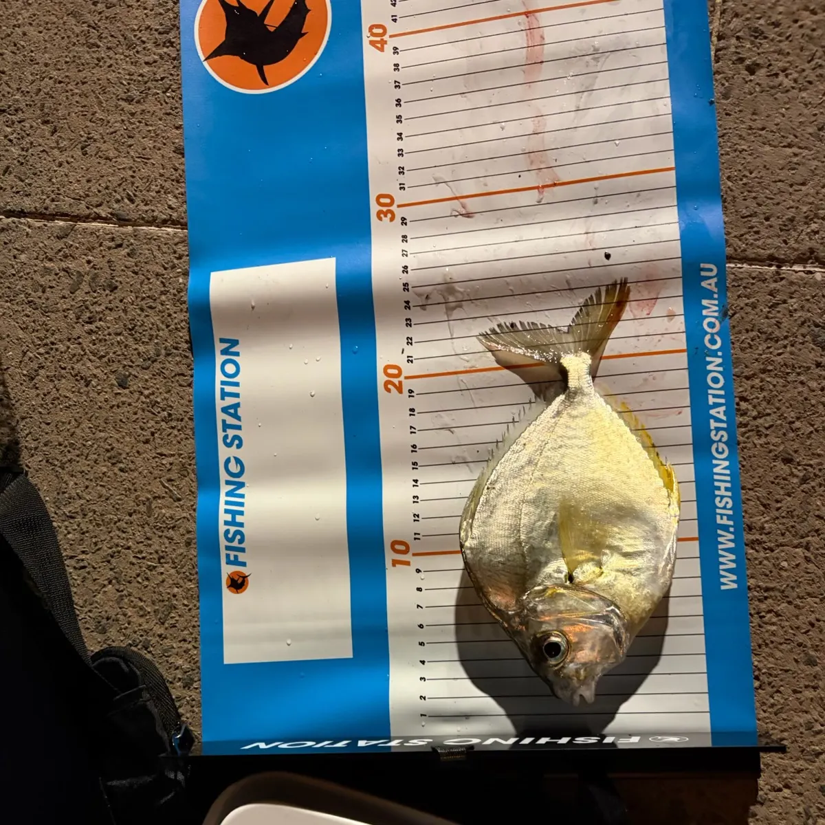 The most recent Common ponyfish catches on Fishbrain