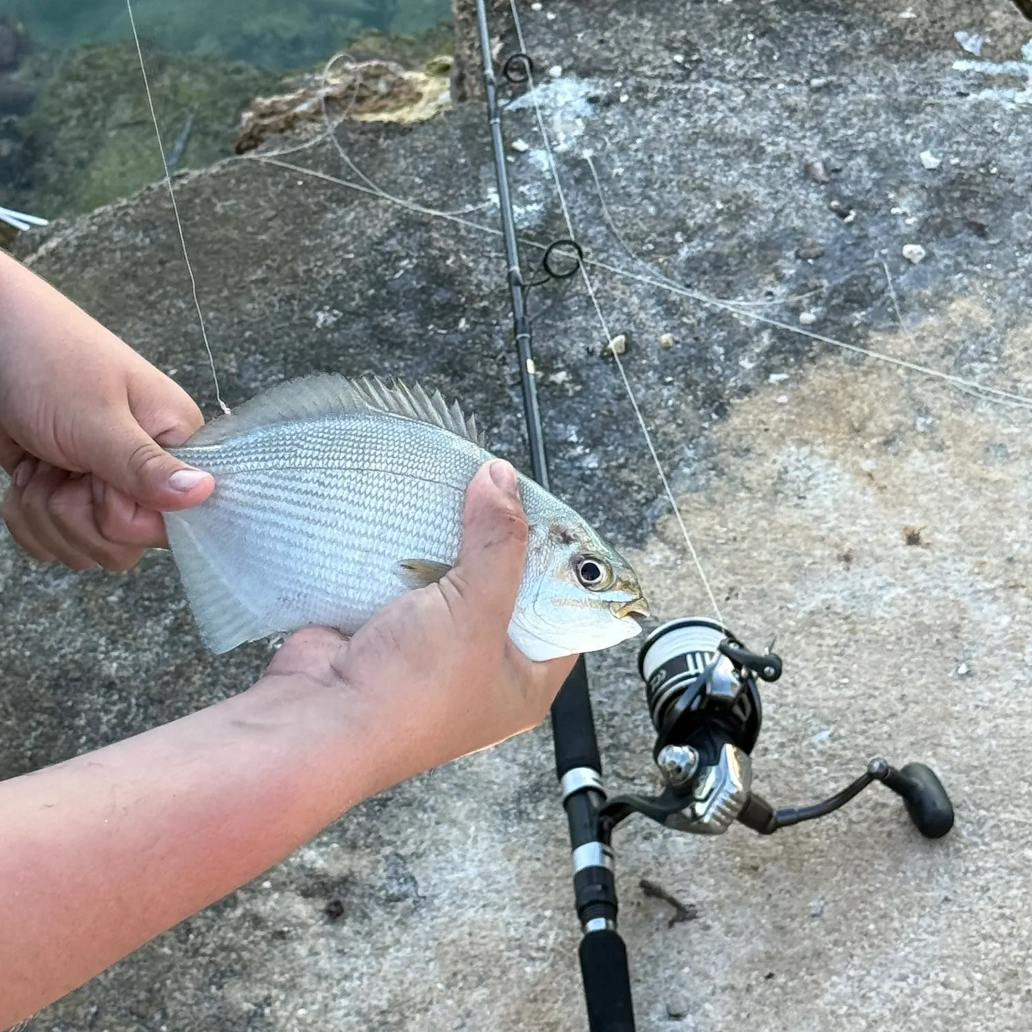 The most recent Sooty grunter catches on Fishbrain