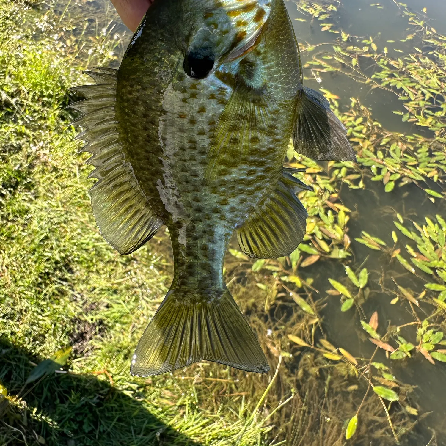 Pumpkinseed caught on Fishbrain