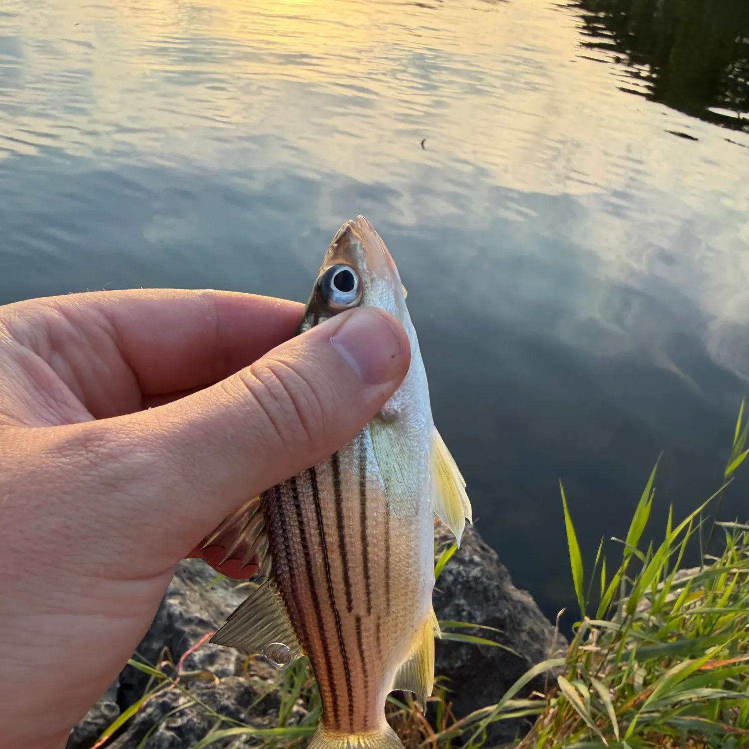 Yellow bass caught on Fishbrain