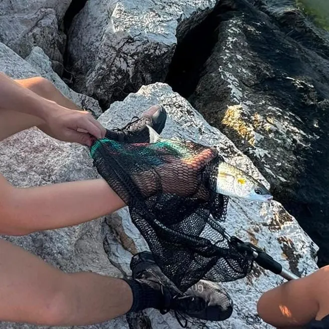 The most recent Thinlip grey mullet catches on Fishbrain