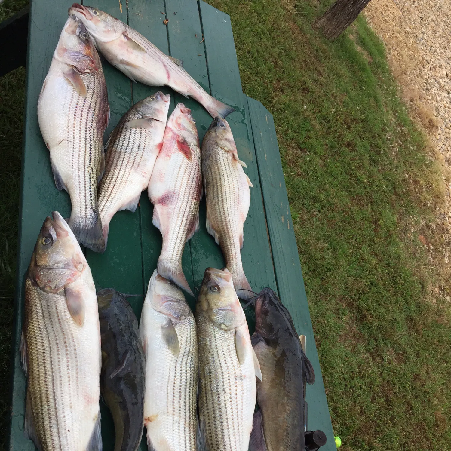 recently logged catches