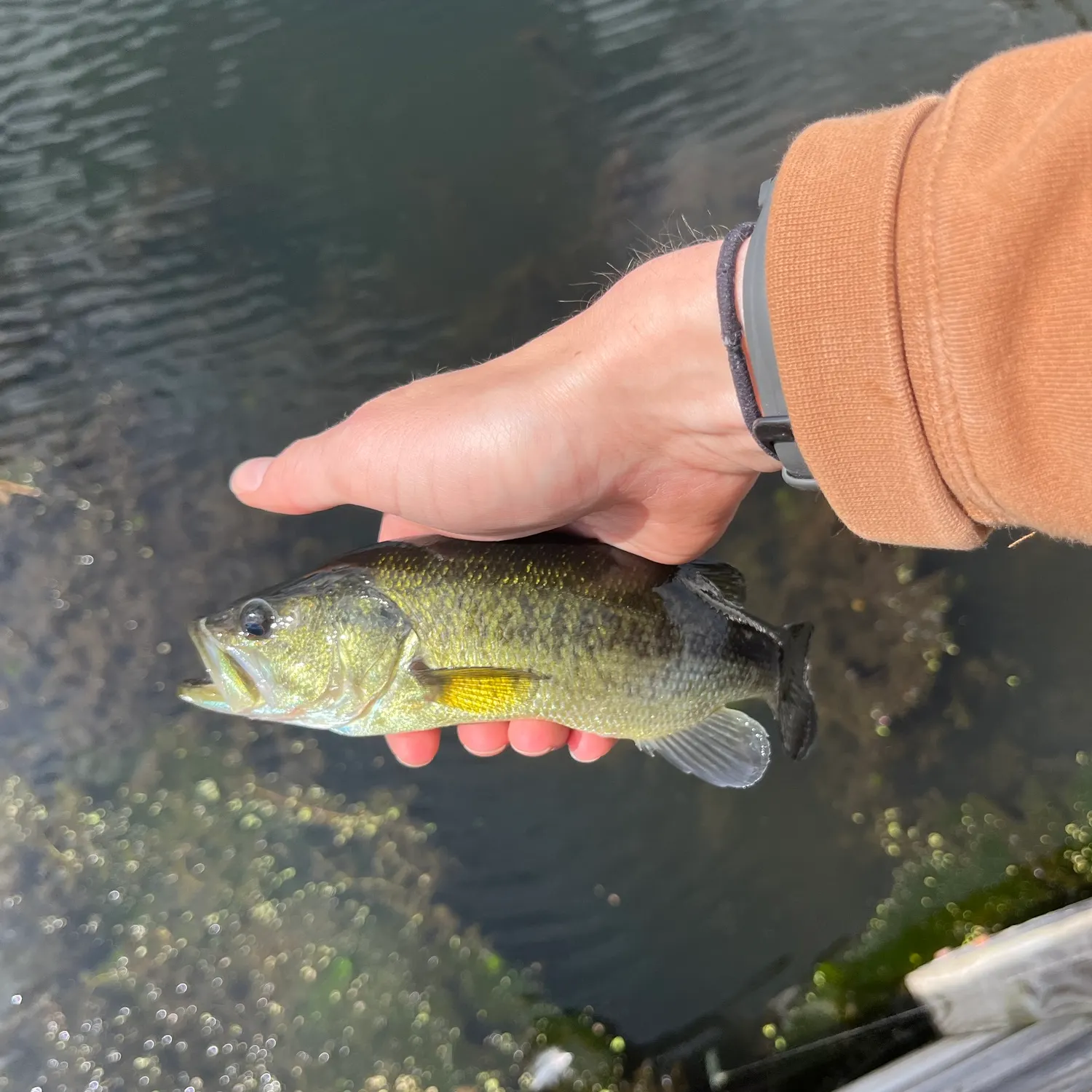 Largemouth bass caught on Fishbrain