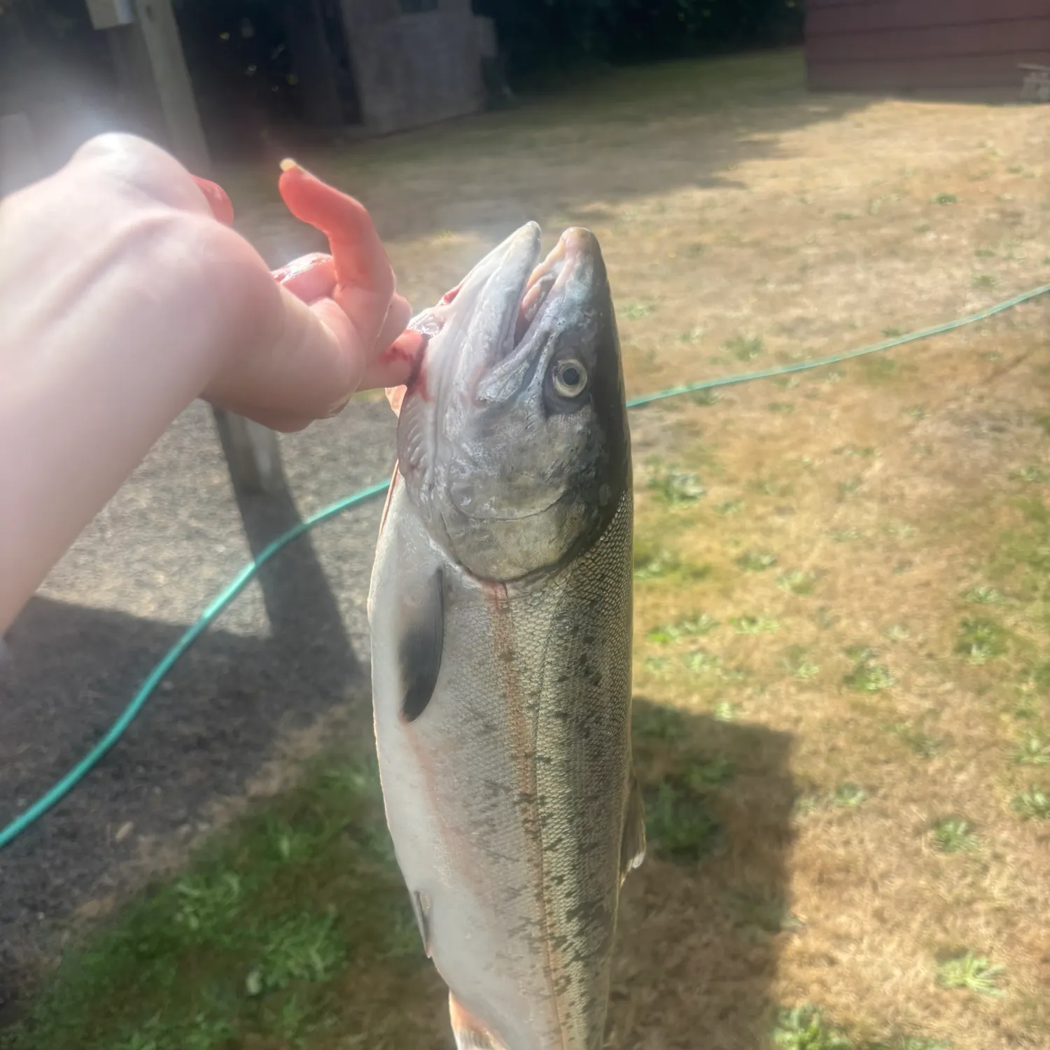 Chinook salmon caught on Fishbrain