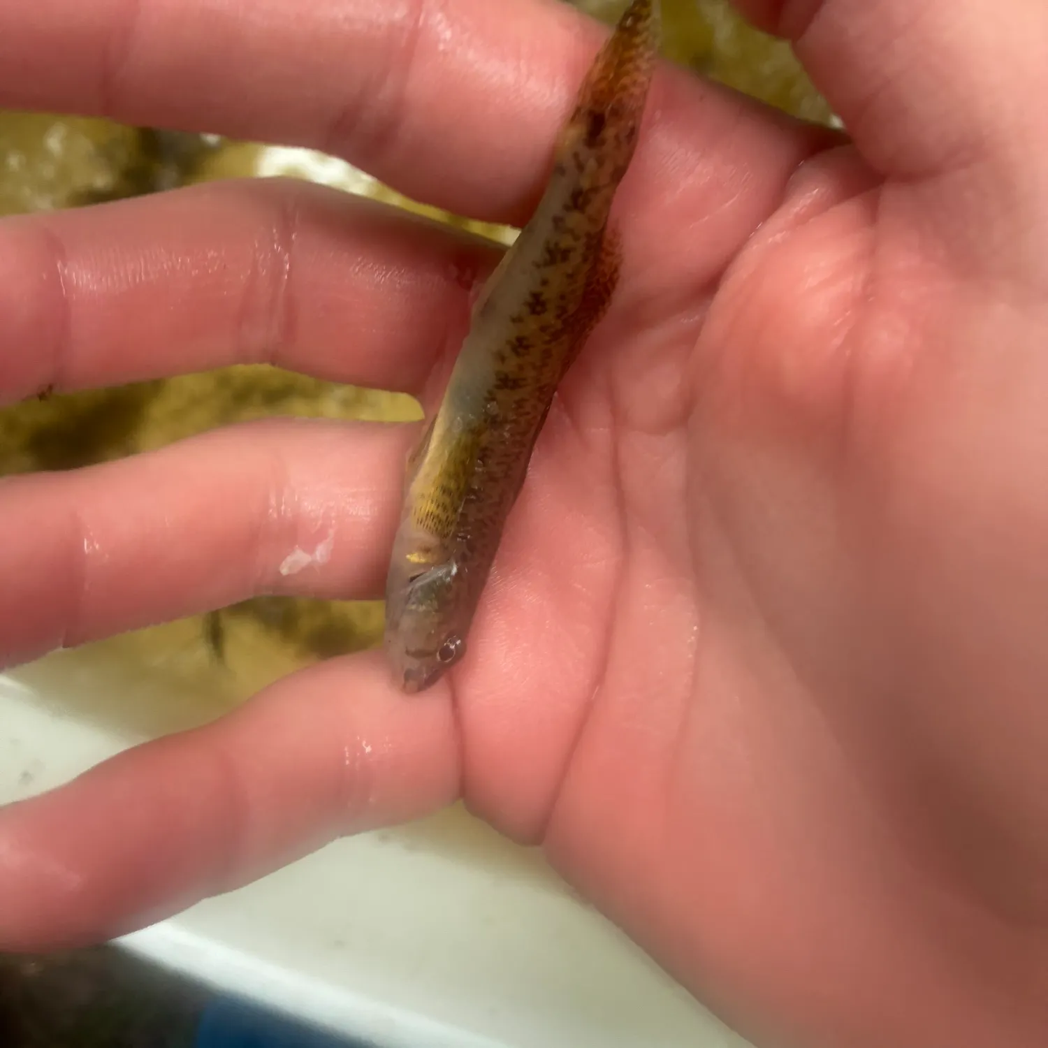 The most recent Northern tessellated darter catches on Fishbrain