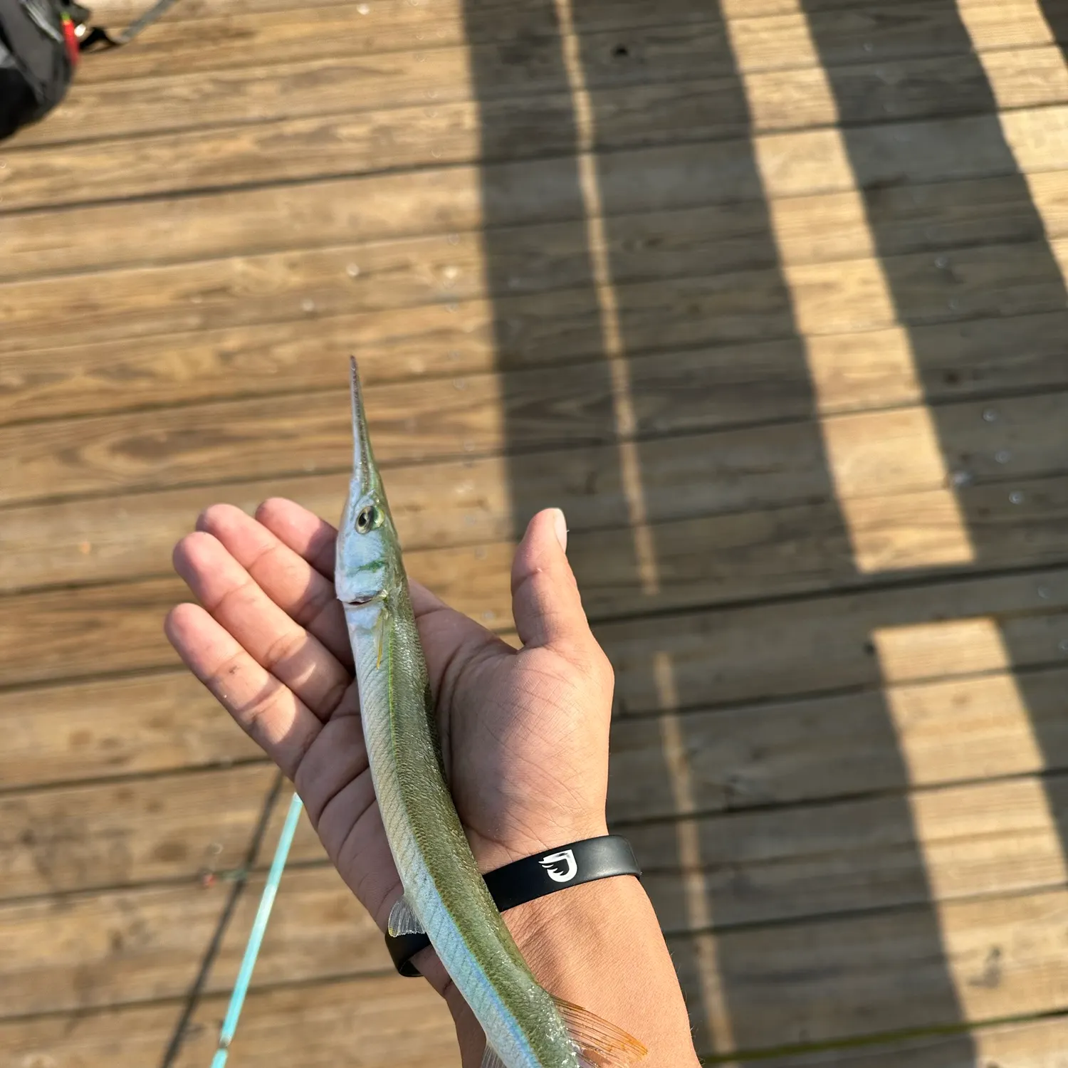 The most recent Needlenose gar catches on Fishbrain