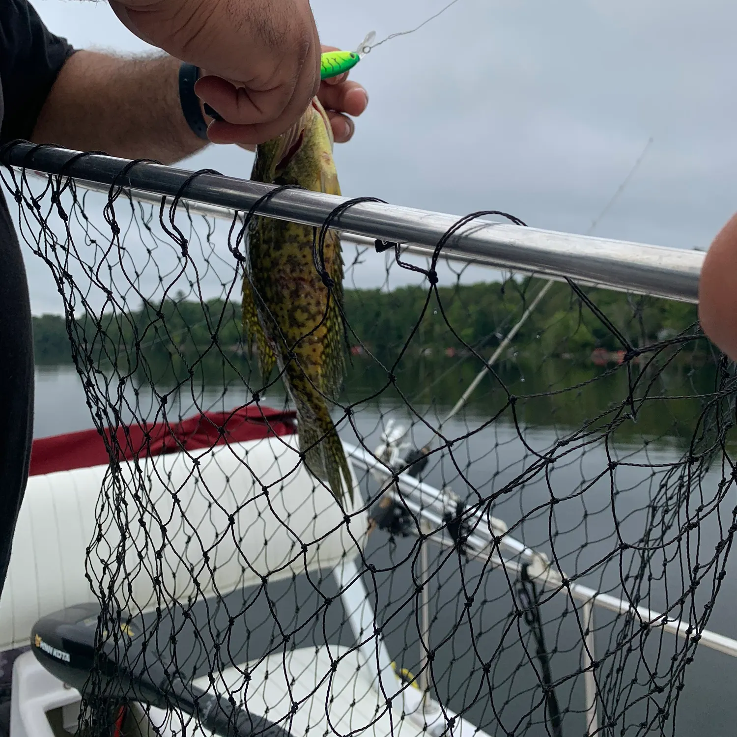 Black crappie caught on Fishbrain