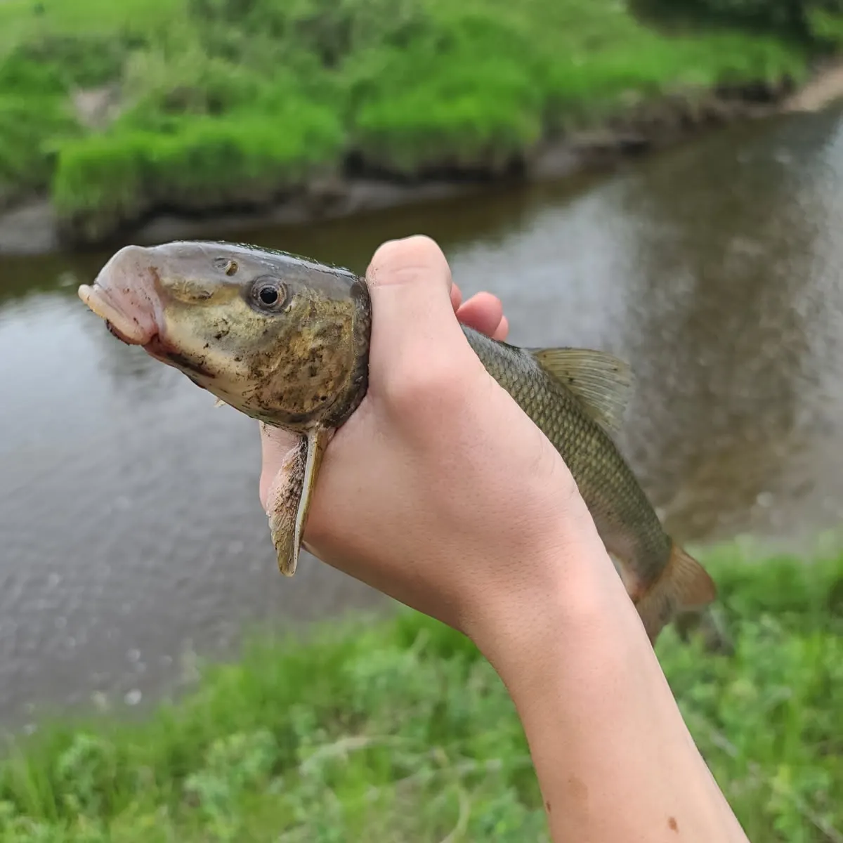 White sucker caught on Fishbrain