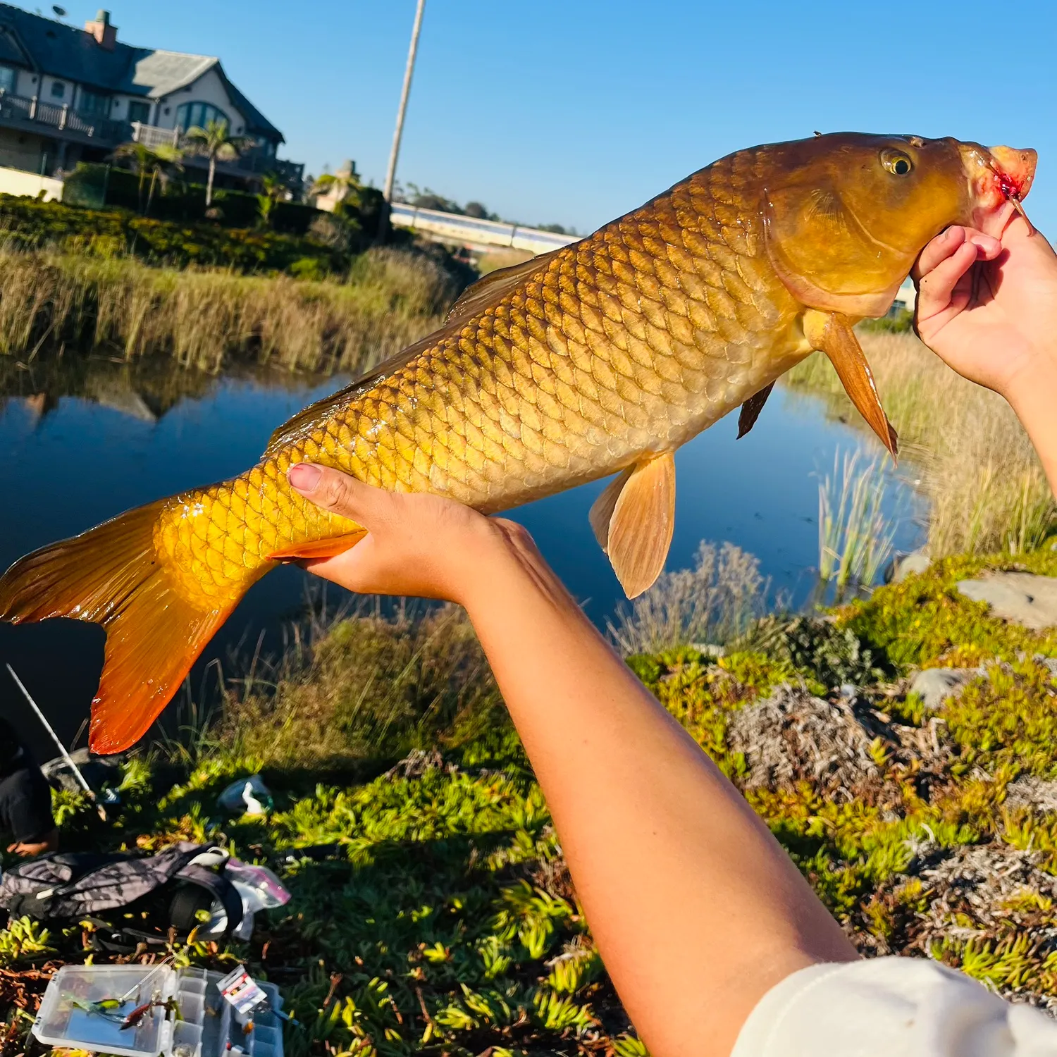 Common carp caught on Fishbrain