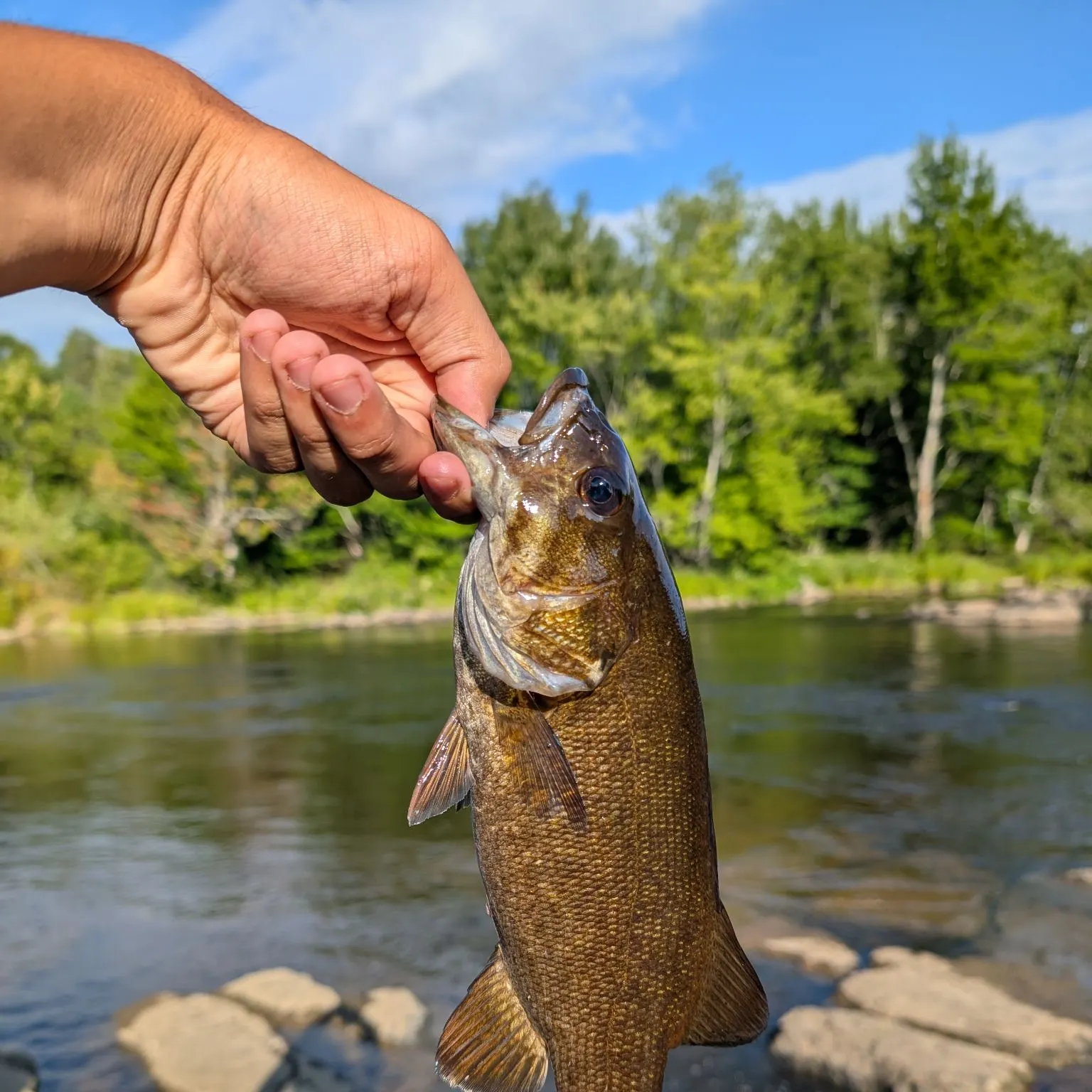Smallmouth bass caught on Fishbrain
