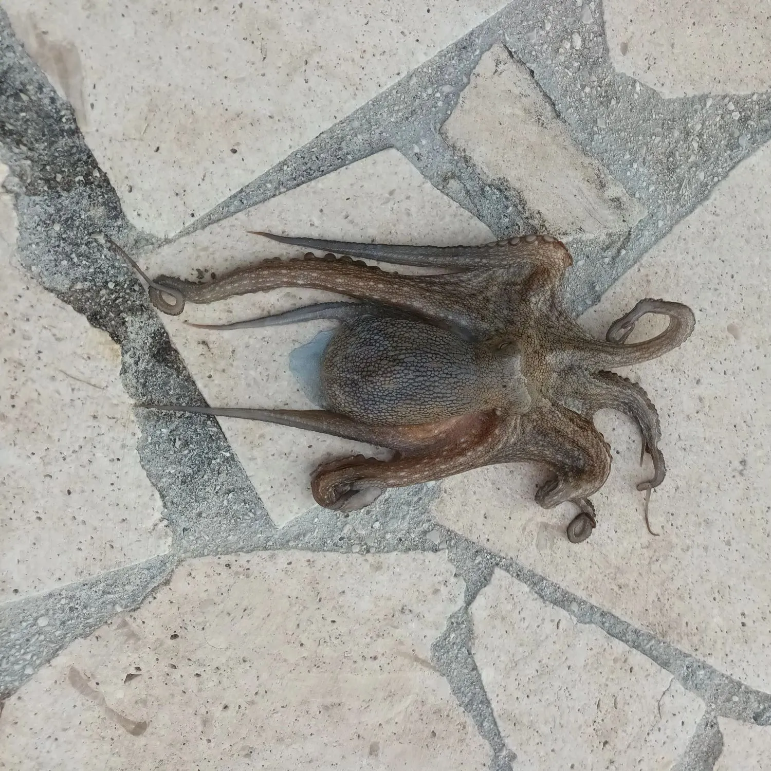 The most recent Common octopus catches on Fishbrain