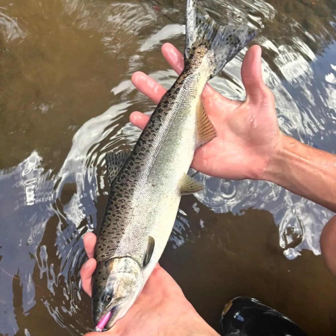 Chinook salmon caught on Fishbrain