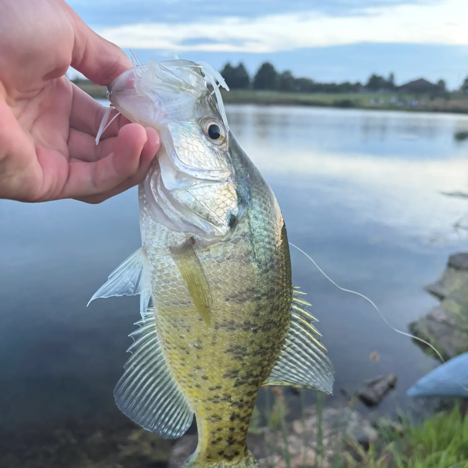White crappie caught on Fishbrain