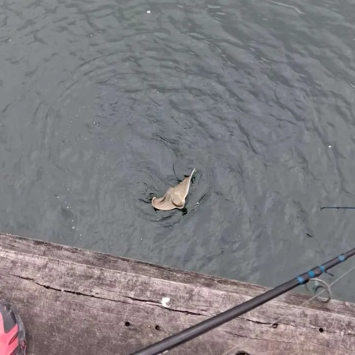 Southern stingray caught on Fishbrain