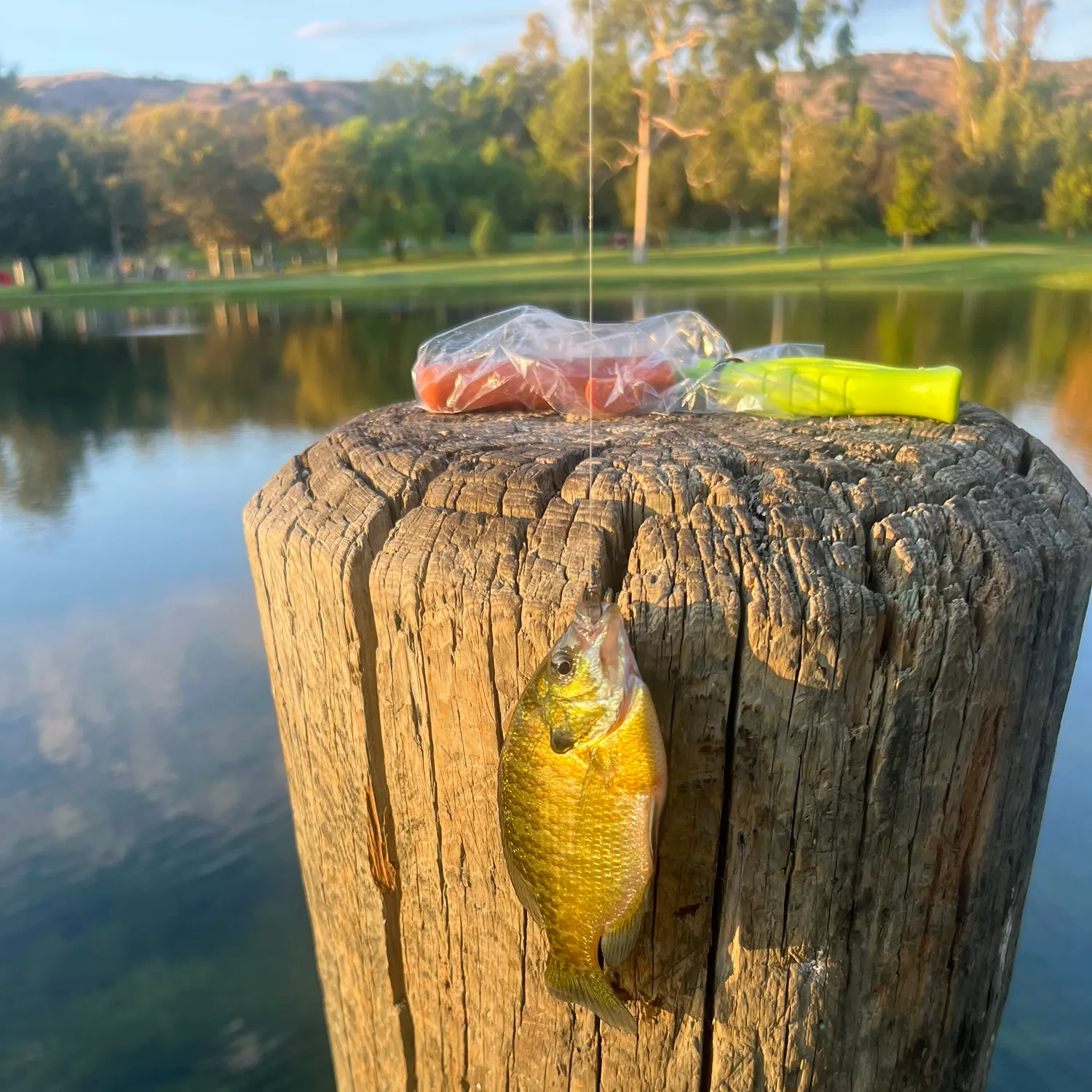 Bluegill caught on Fishbrain
