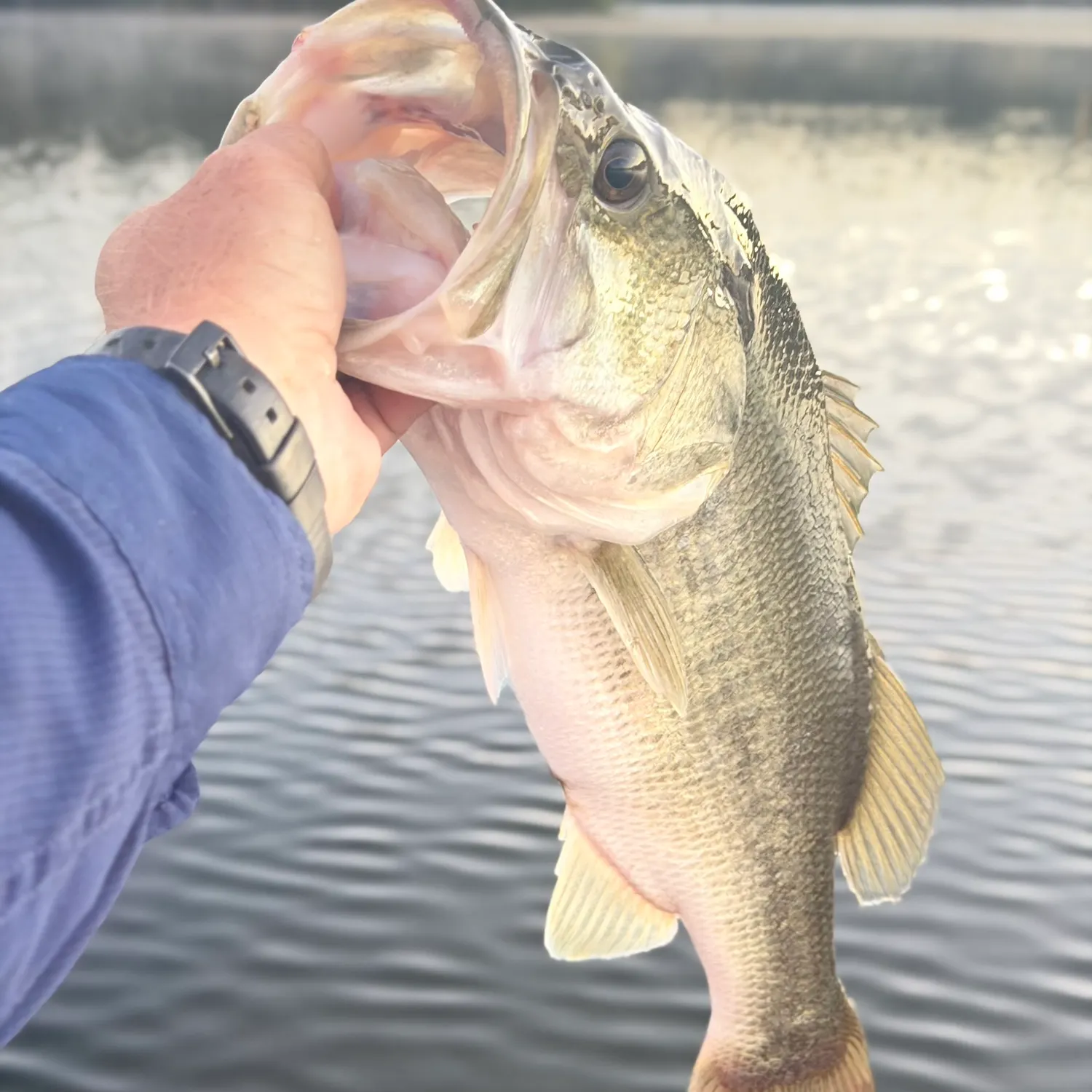 Largemouth bass caught on Fishbrain