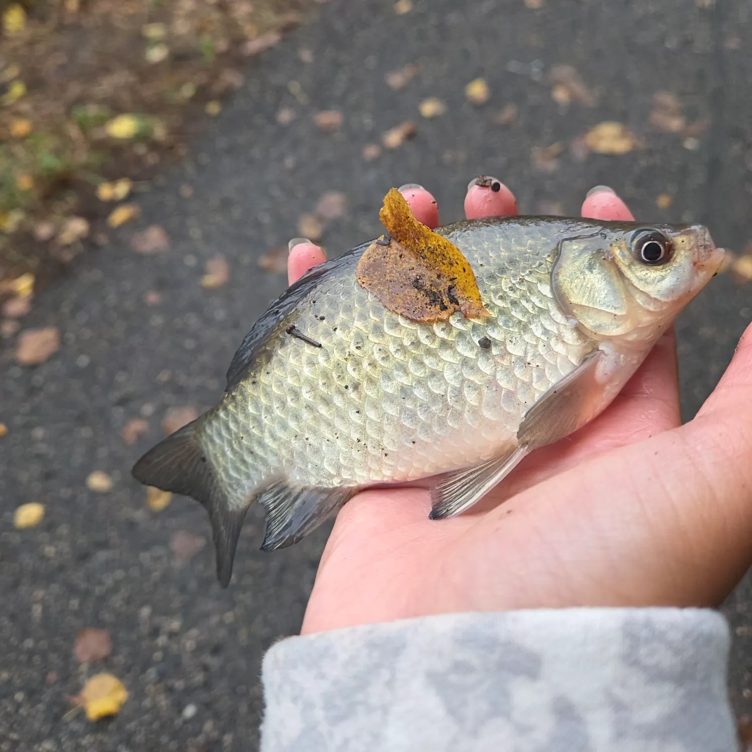 Goldfish caught on Fishbrain