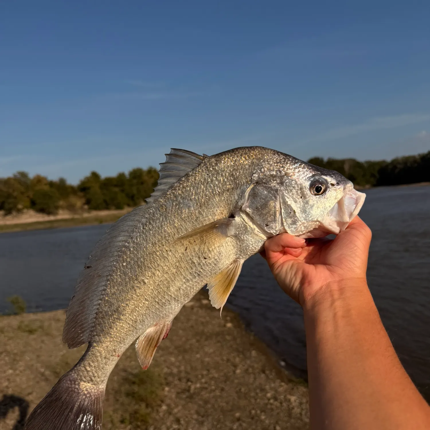 Freshwater drum caught on Fishbrain