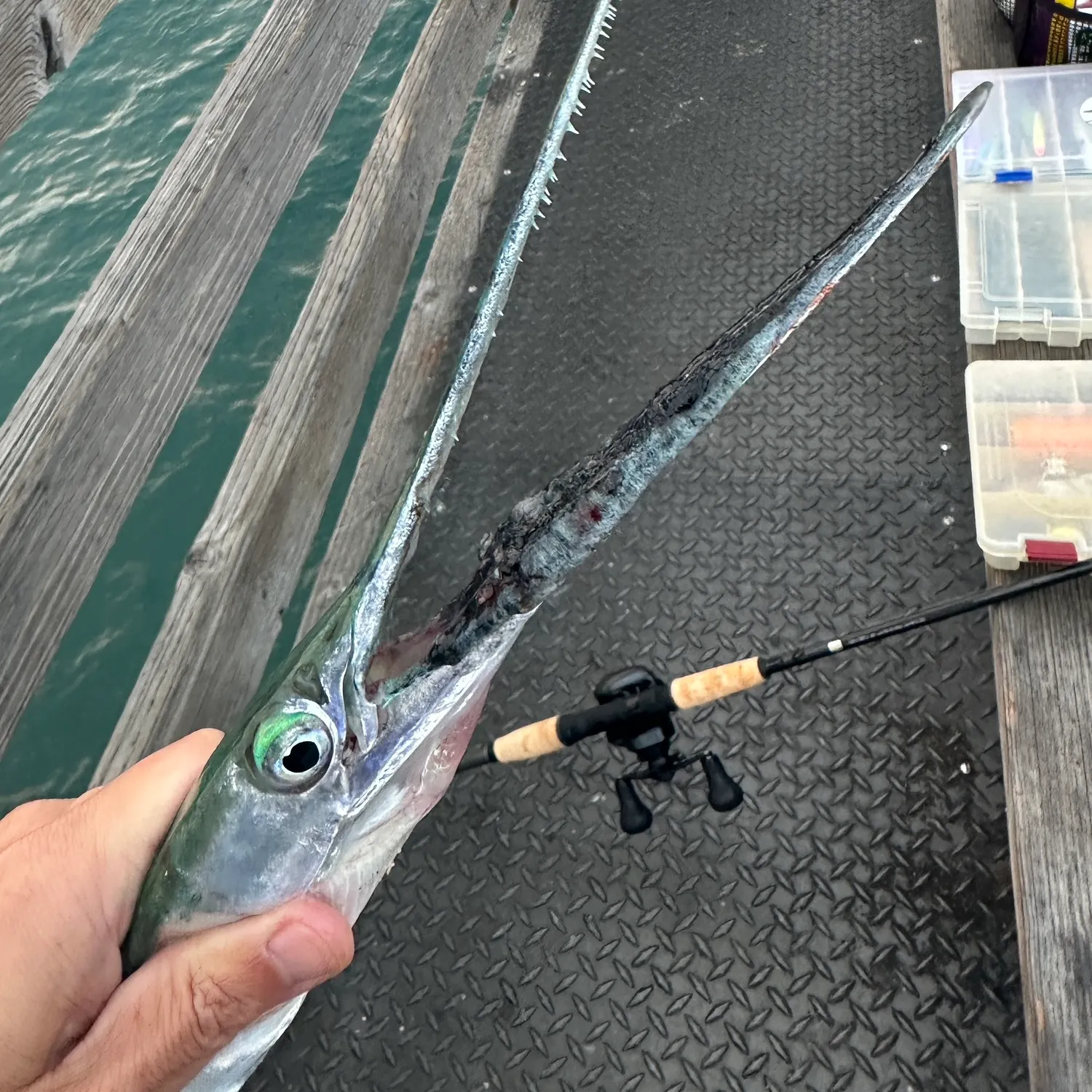 The most recent Hound needlefish catches on Fishbrain