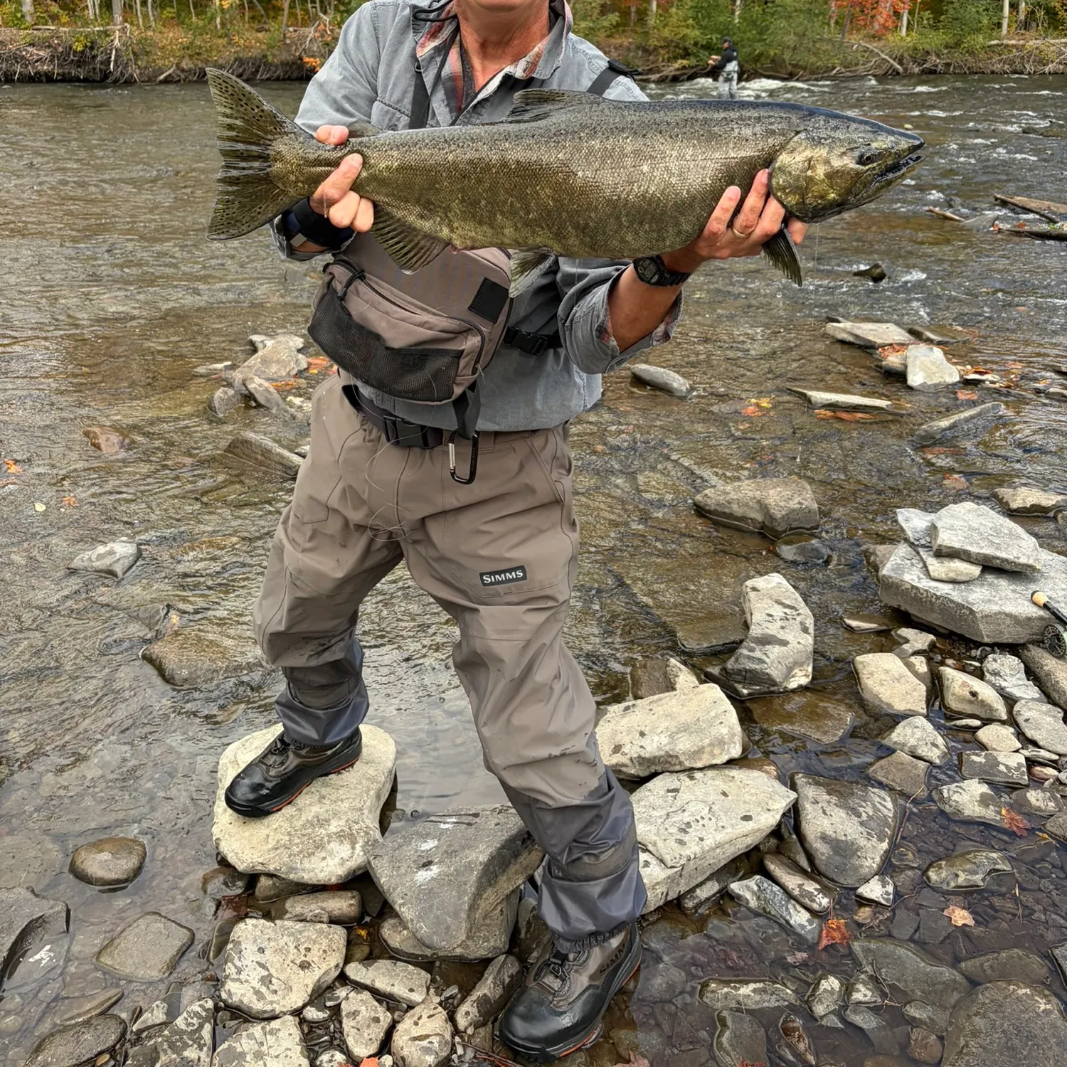 Chinook salmon caught on Fishbrain