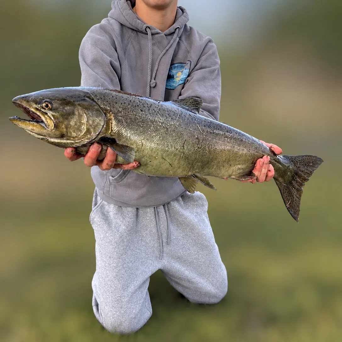 Chinook salmon caught on Fishbrain