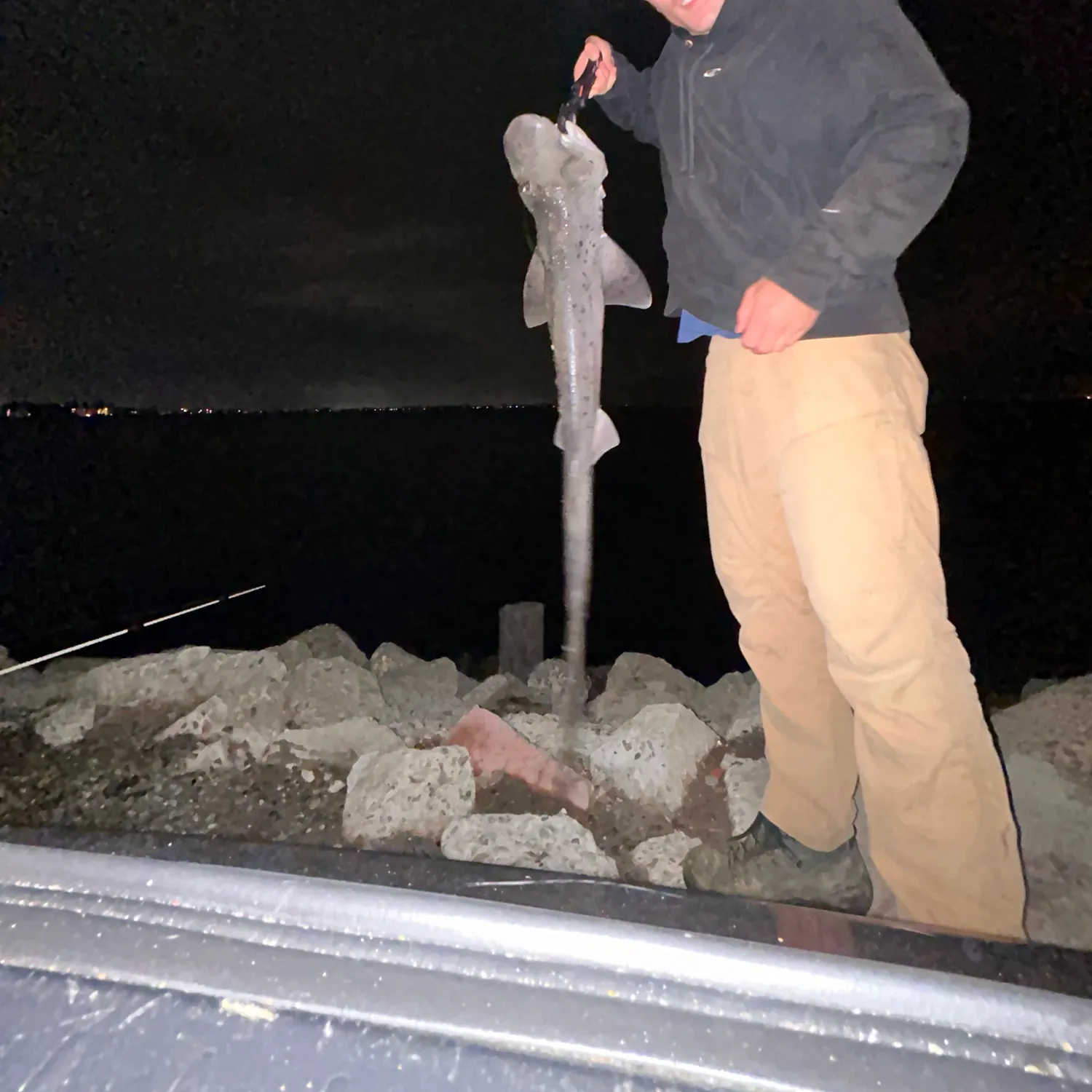 The most recent Broadnose sevengill shark catches on Fishbrain