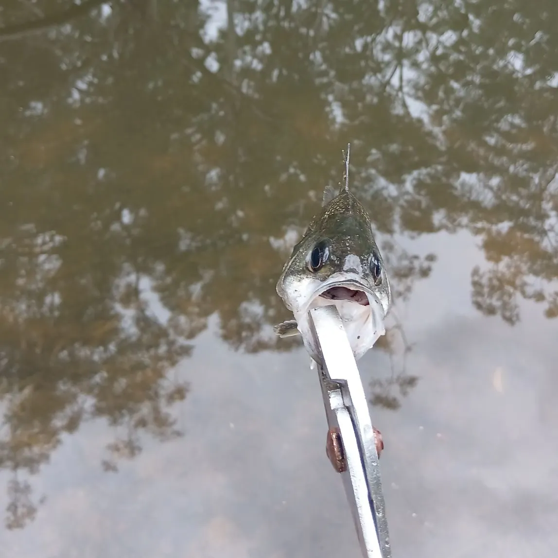 Australian bass caught on Fishbrain
