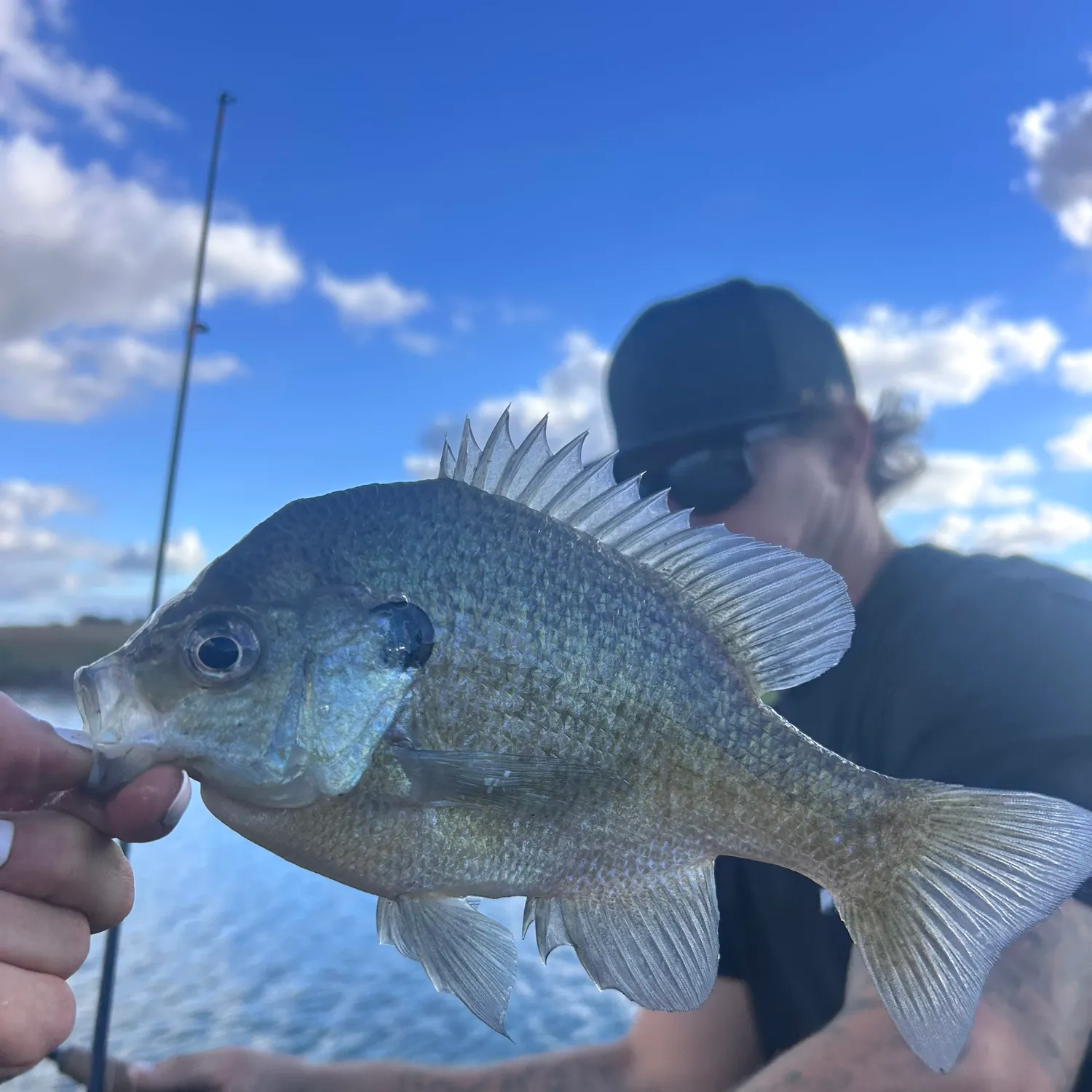 Bluegill caught on Fishbrain