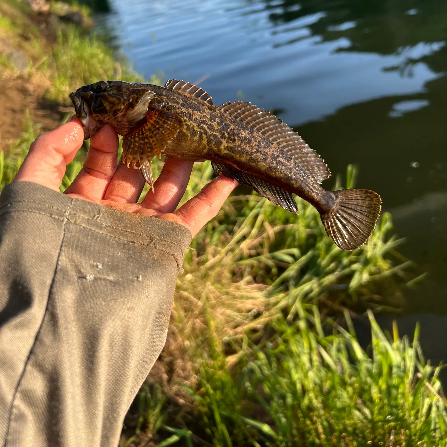 most liked catch image