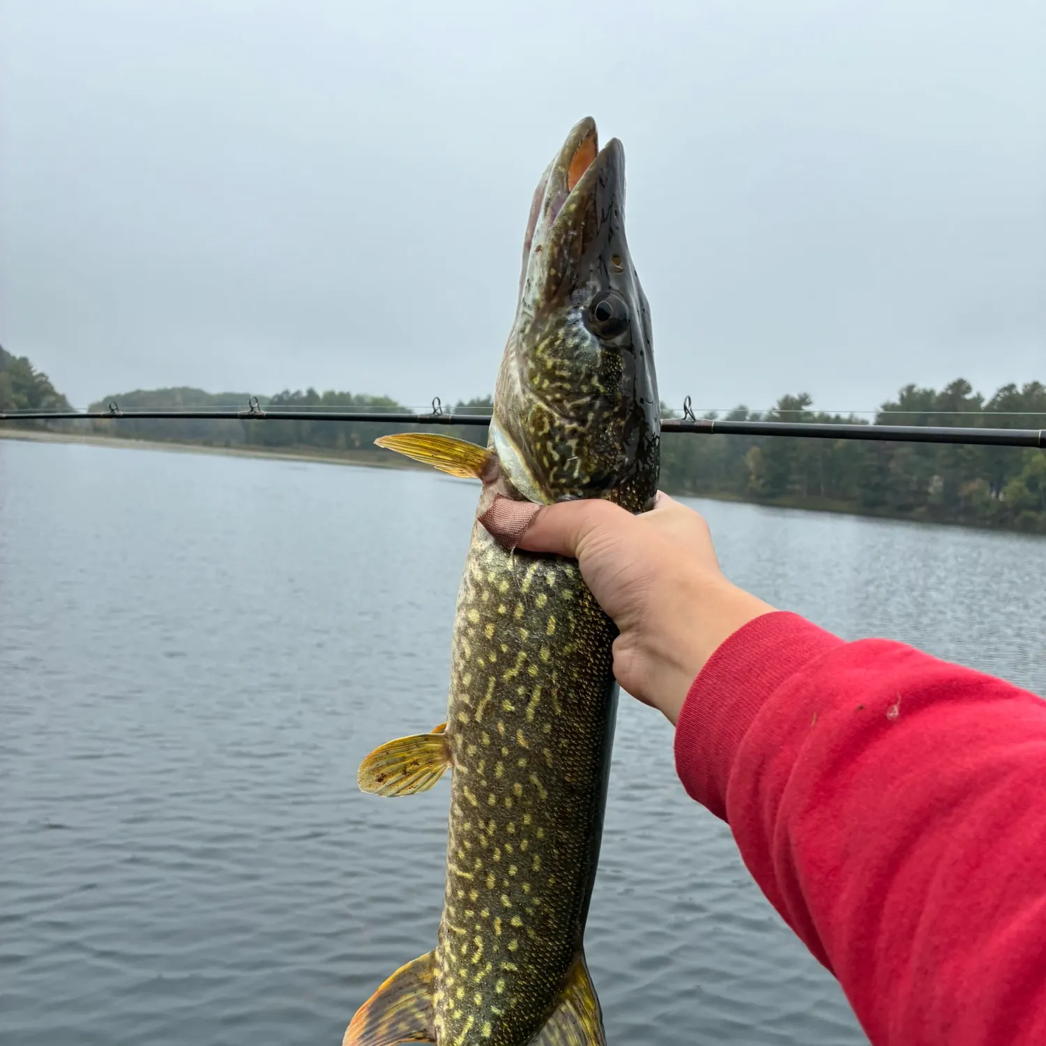 Northern pike caught on Fishbrain