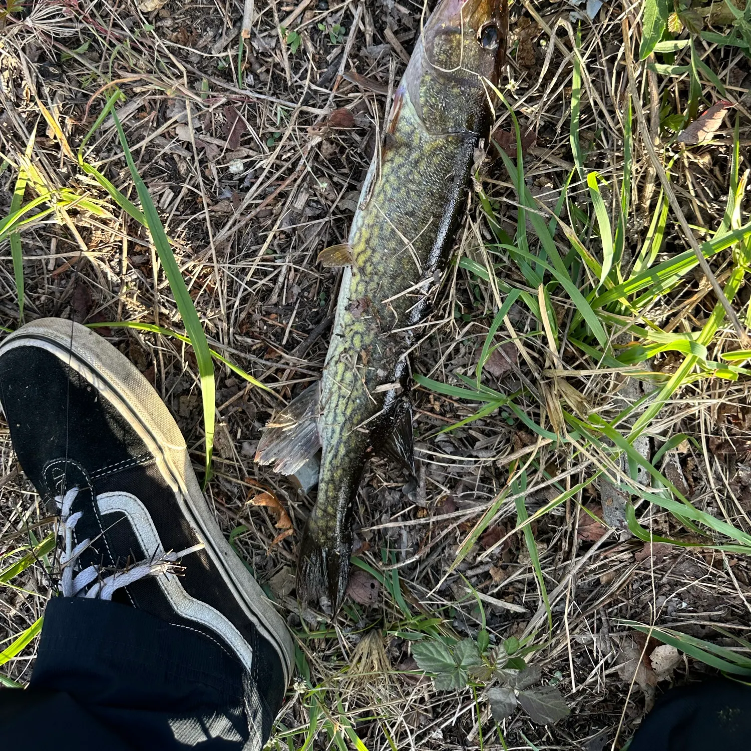Chain pickerel caught on Fishbrain