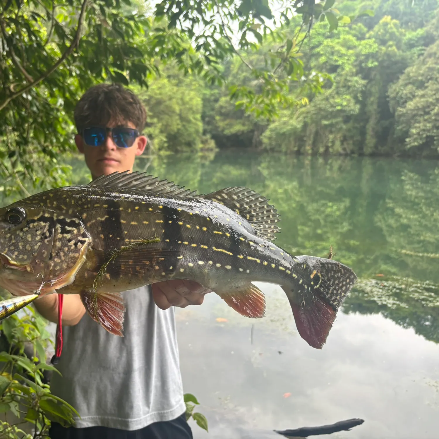 The most recent Speckled peacock bass catches on Fishbrain