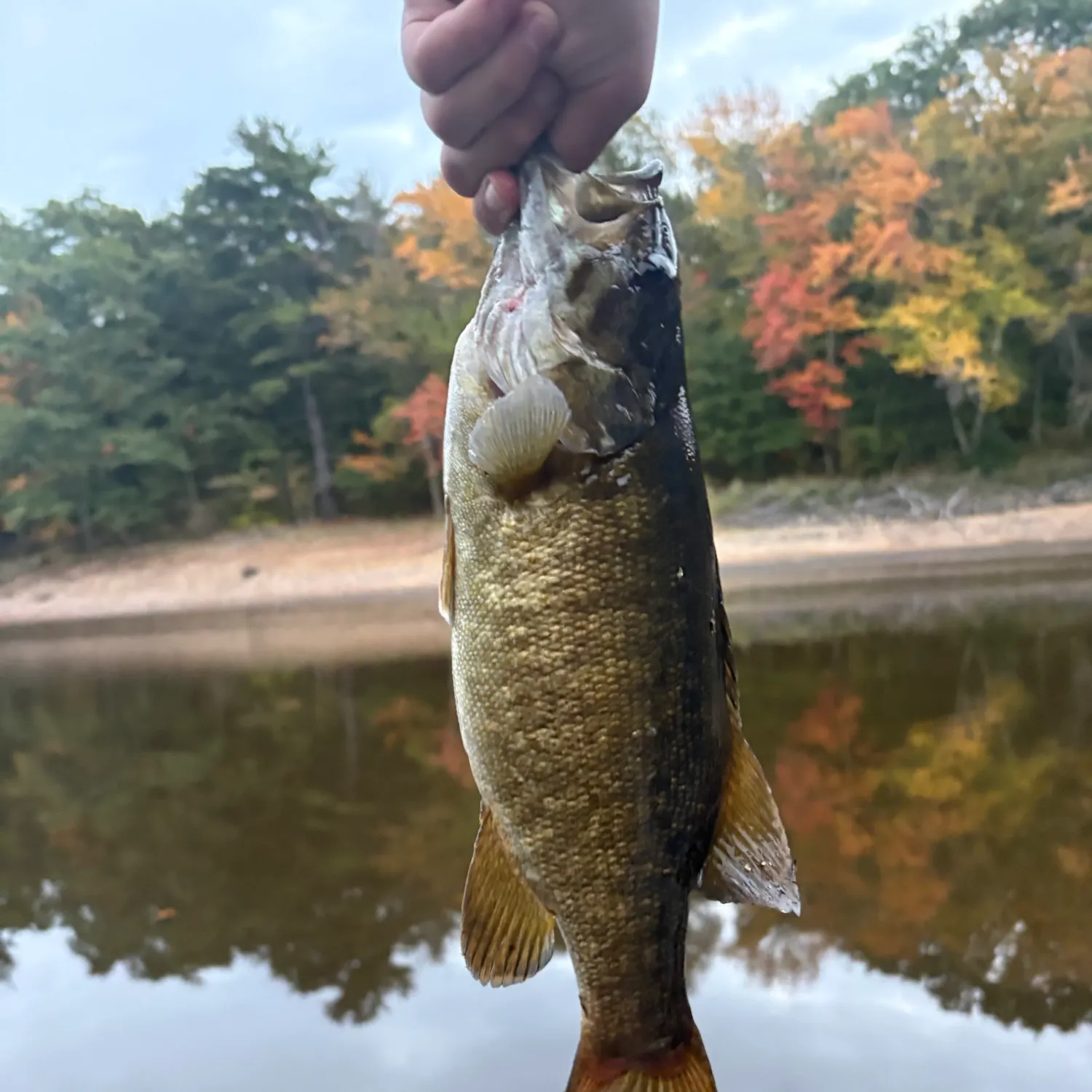 Smallmouth bass caught on Fishbrain