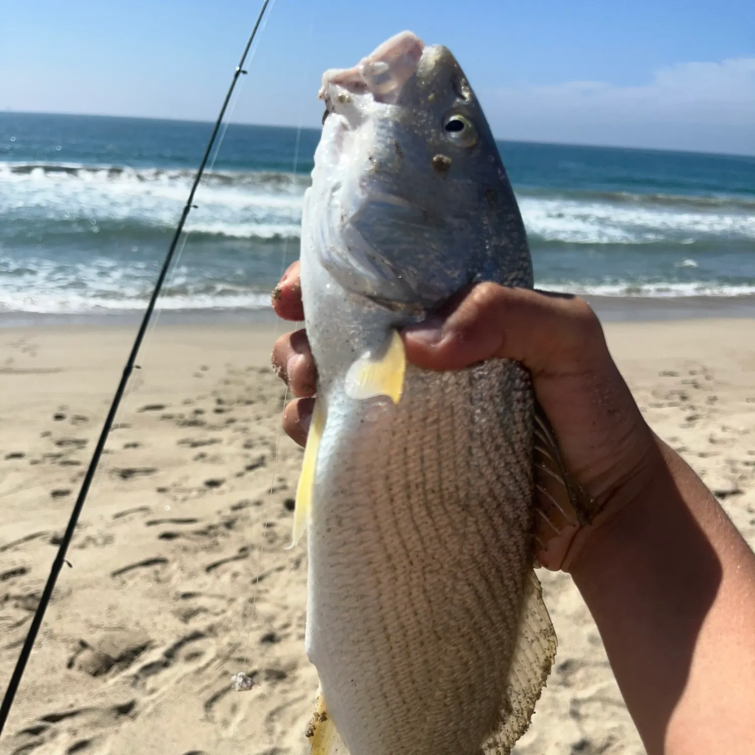 Yellowfin croaker caught on Fishbrain