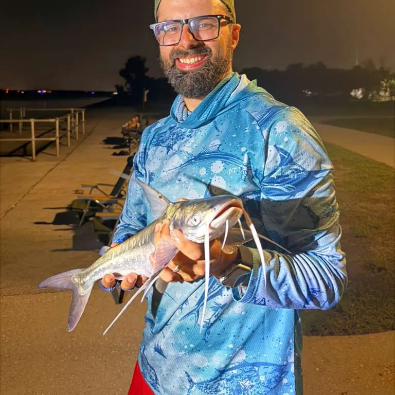 Gafftopsail sea catfish caught on Fishbrain