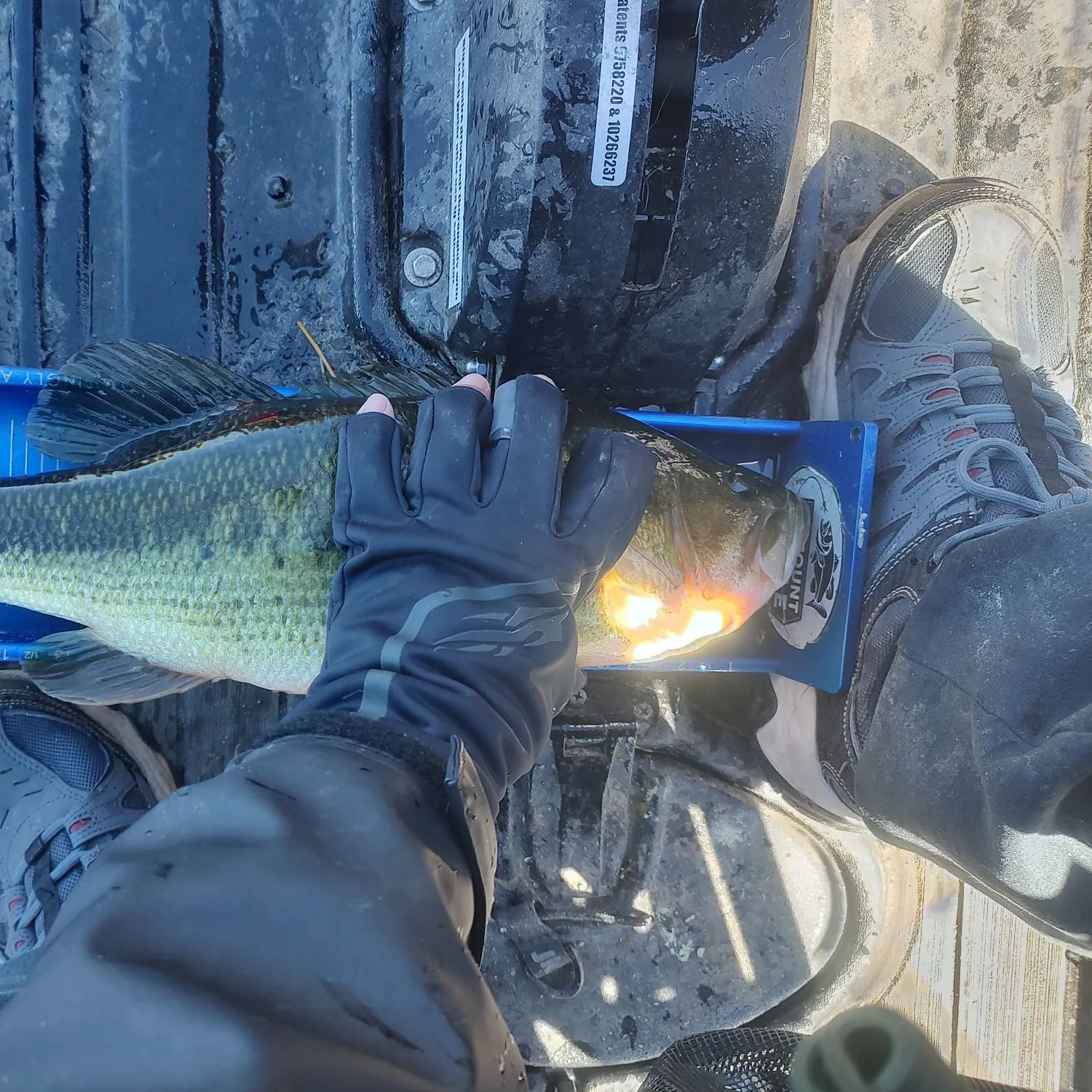 Largemouth bass caught on Fishbrain