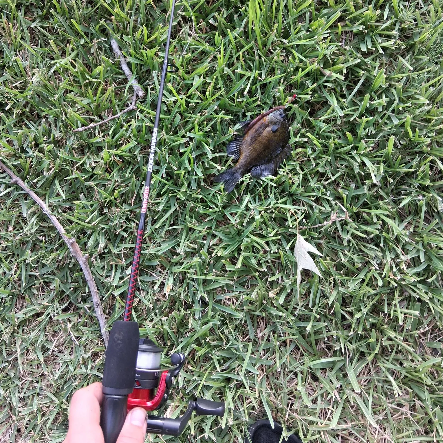 The most recent Bluegill catches on Fishbrain