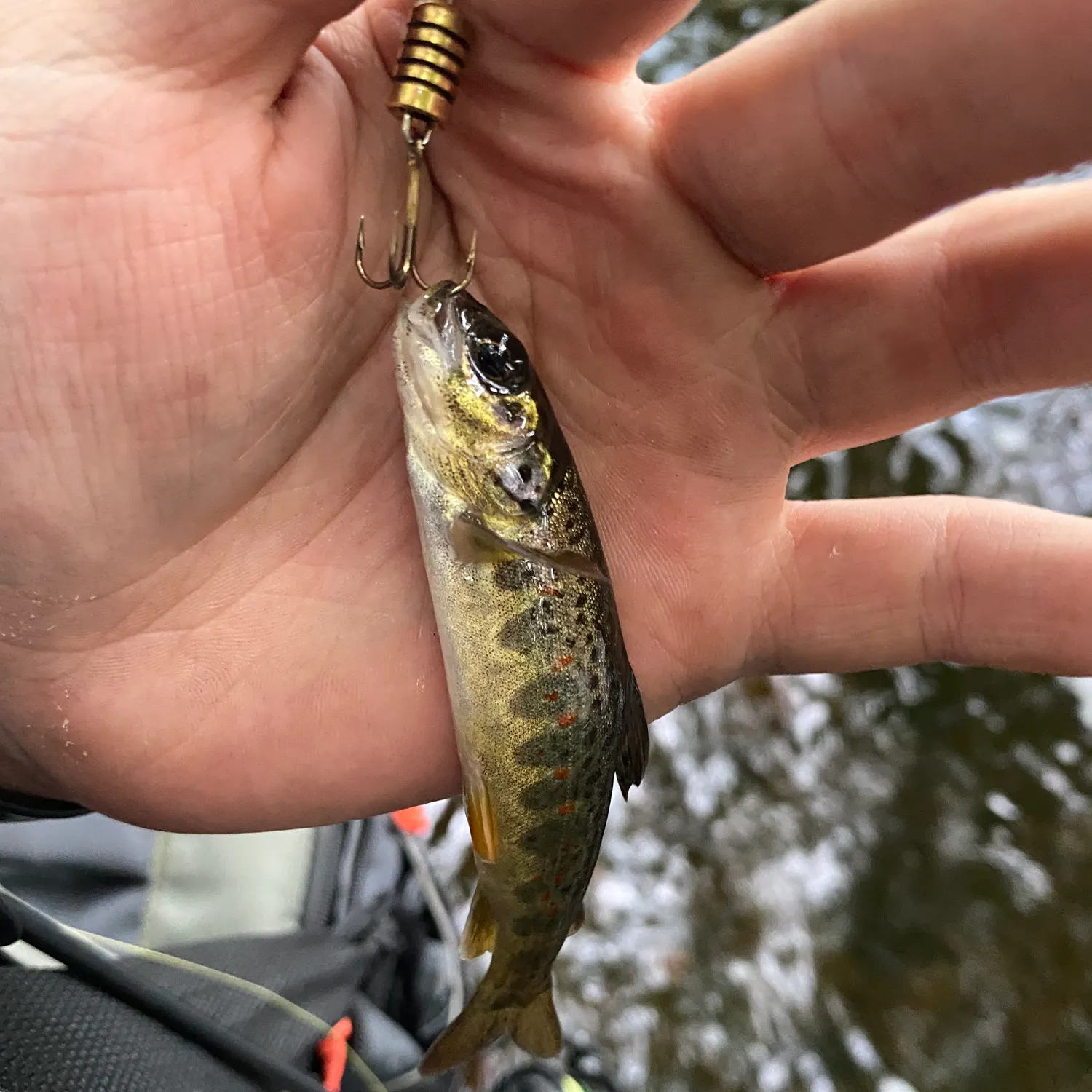 The most recent Brown trout catches on Fishbrain