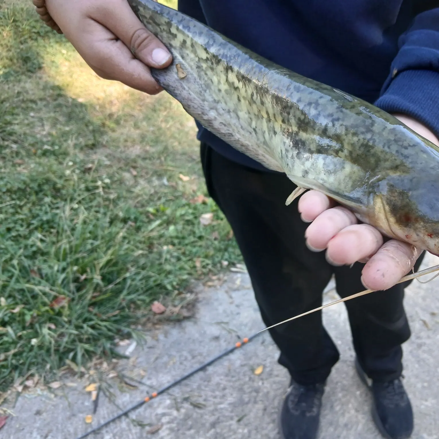 The most recent Wels catfish catches on Fishbrain