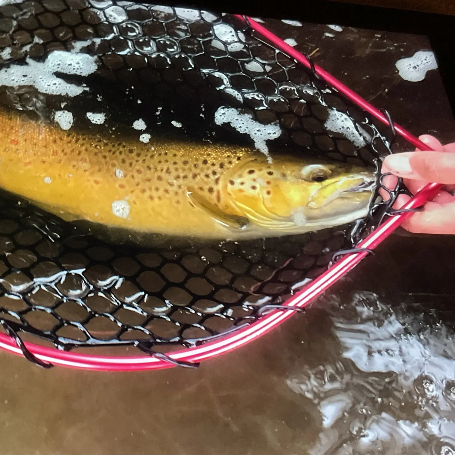 Brown trout caught on Fishbrain