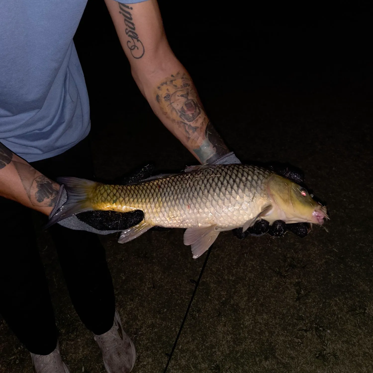Common carp caught on Fishbrain